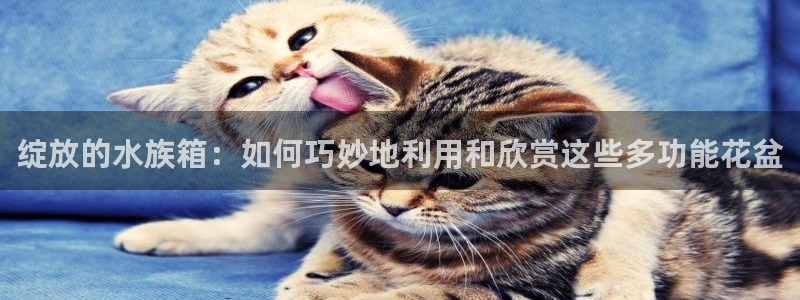 天辰娱乐路线